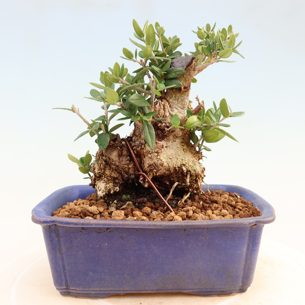 Izbový bonsaj - Olea europaea sylvestris