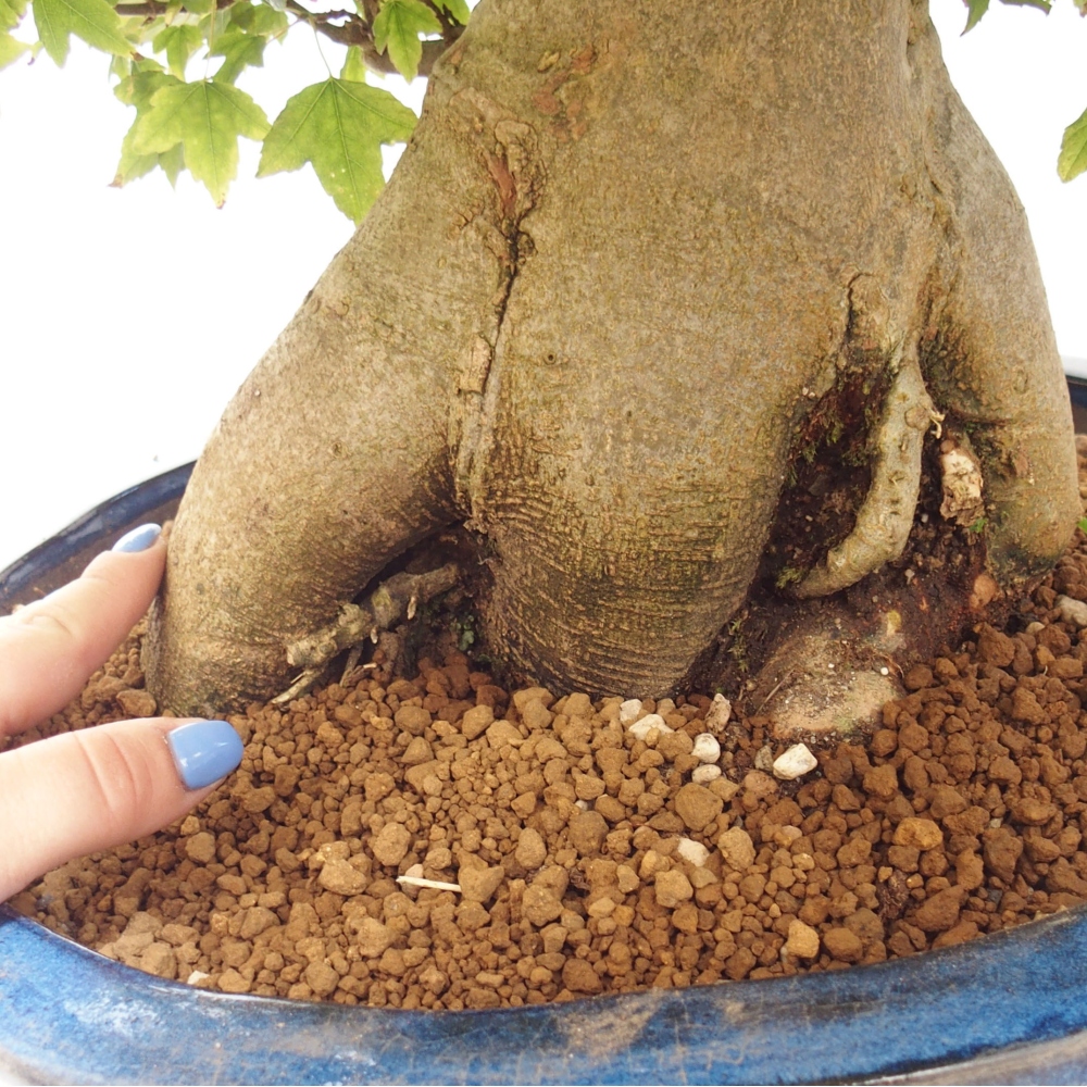 Vonkajšie bonsai - Javor Buergerianum - Javor Burgerův