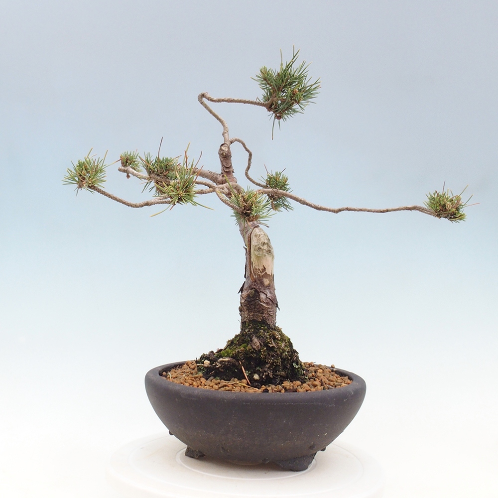 Vonkajšie bonsai - Pinus Sylvestris - Borovica lesná