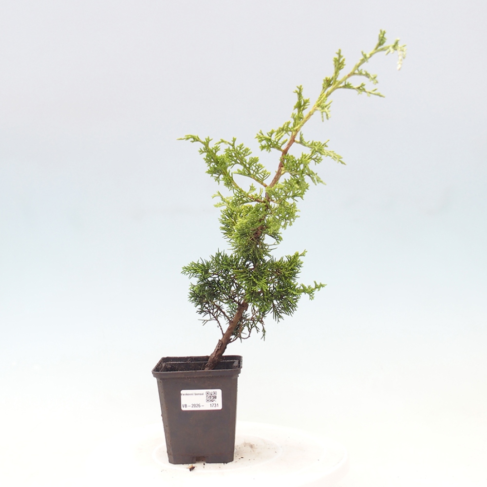 Vonkajší bonsaj - Juniperus chinensis Itoigawa
