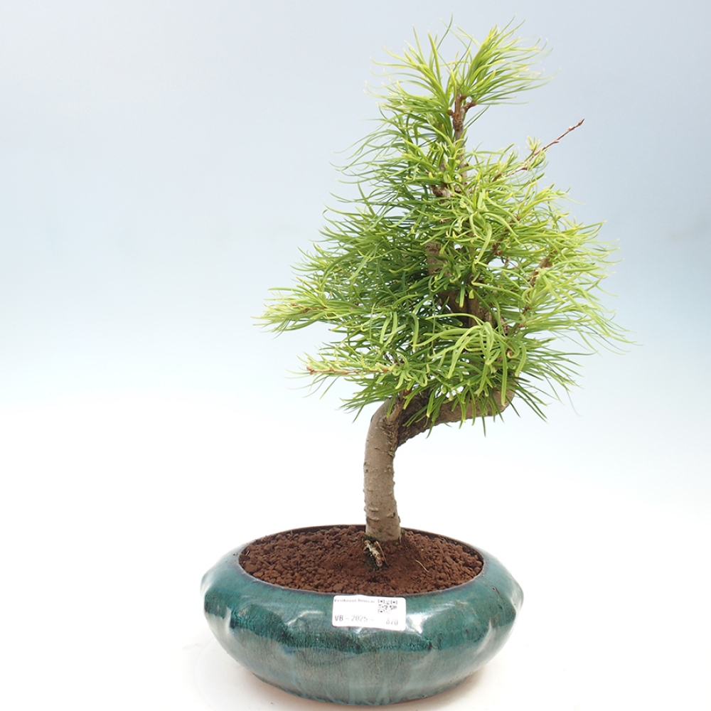 Vonkajší bonsai - Pamodrín - Pseudolarix amabis