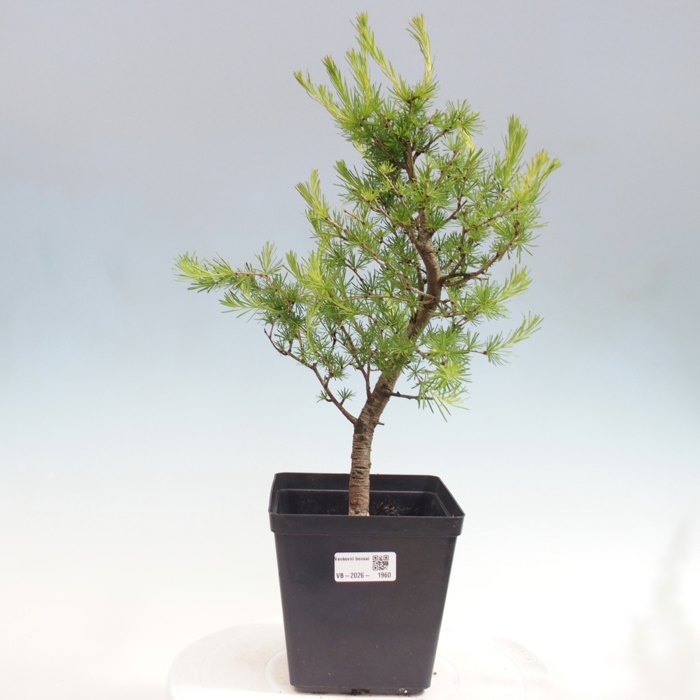 Vonkajšie bonsaje -Larix decidua - Smrekovec