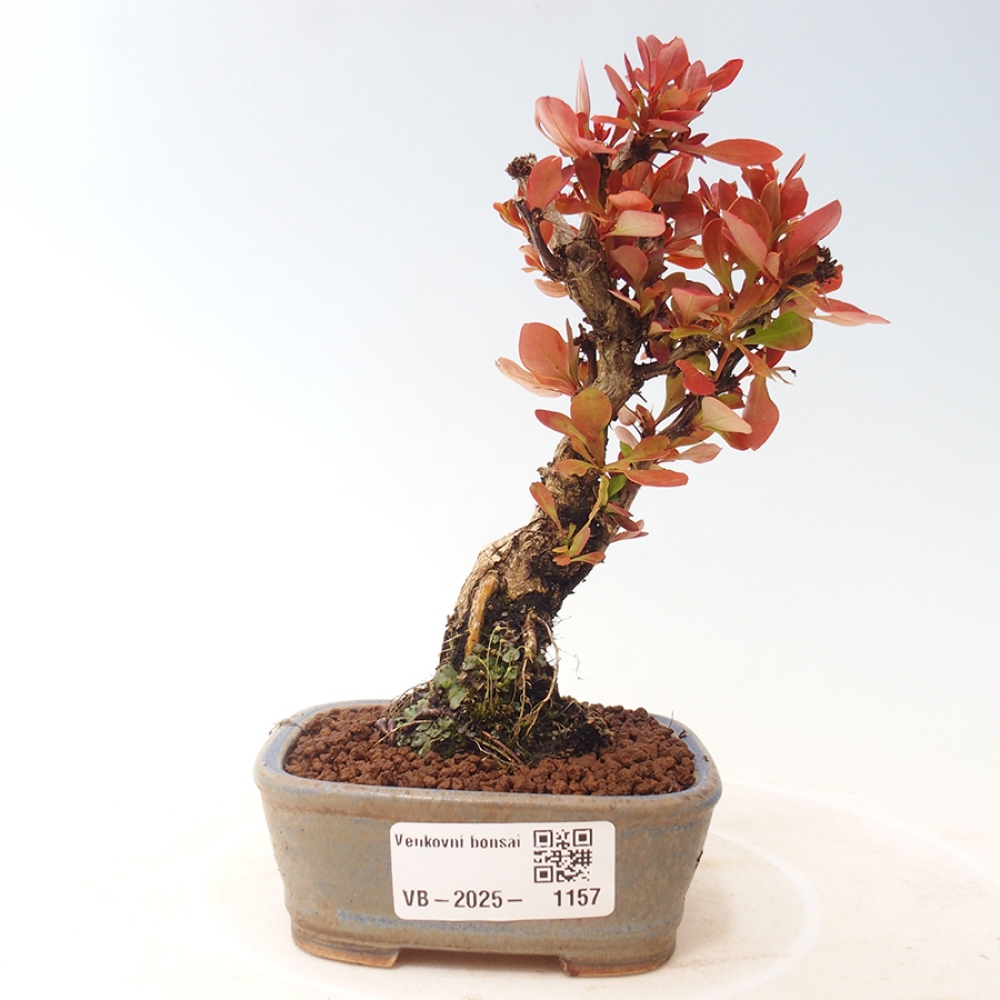 Vonkajší bonsai - Berberis thunbergii Kobold - Drištál Thunbergov