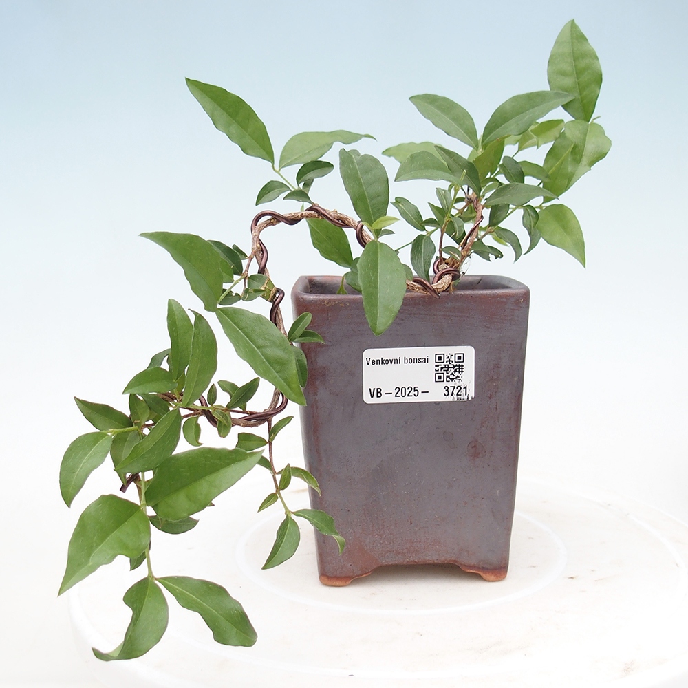 Izbová bonsai -Malpighia coccigera- Barbdorská čerešňa