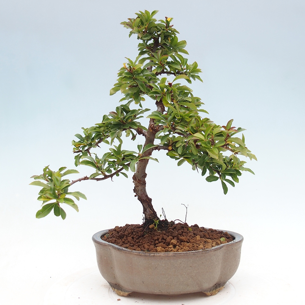 Vonkajšia bonsai-Pyracanta Teton -Hlohyně