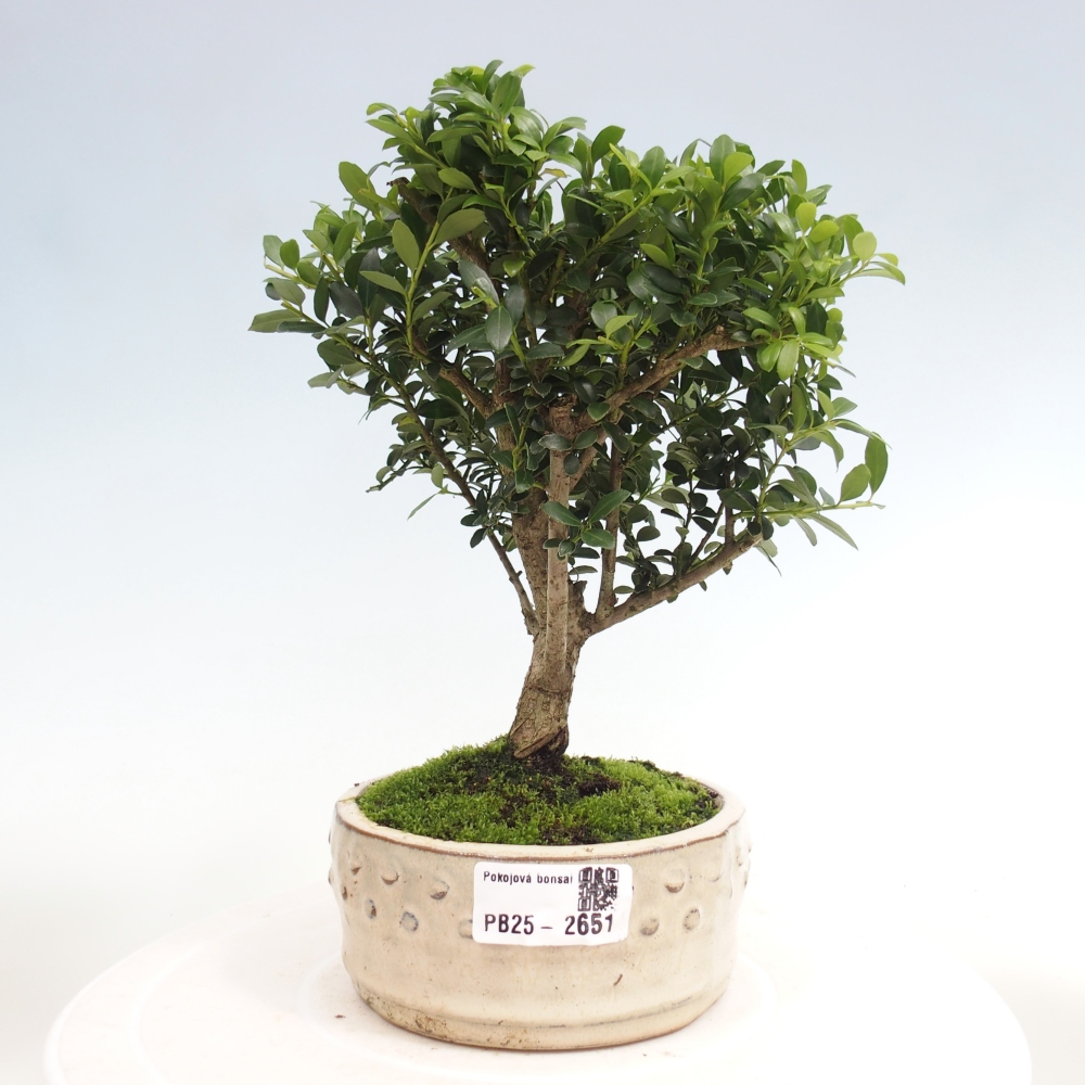 Izbová bonsai - Ilex crenata - Cezmína