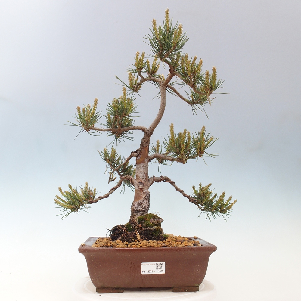 Vonkajšie bonsai - Pinus Sylvestris - Borovica lesná