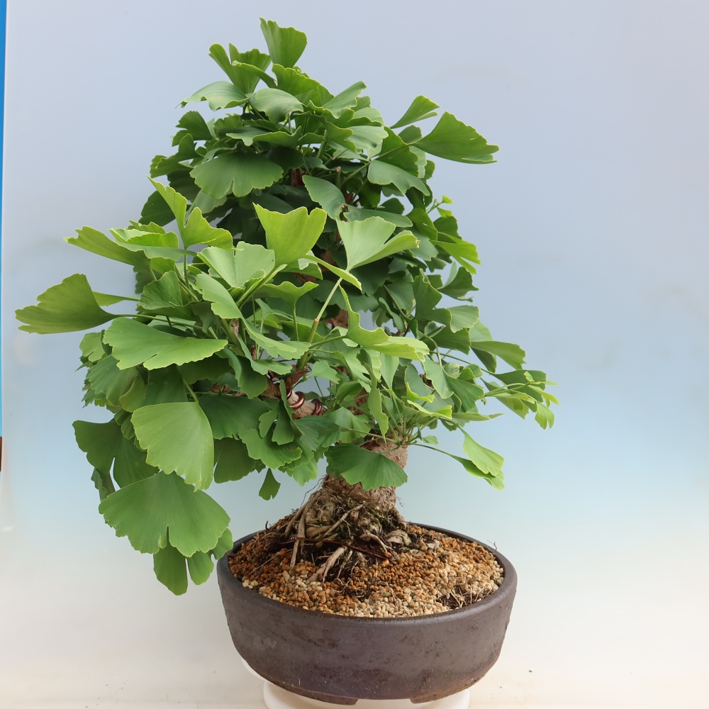 Vonkajšie bonsaje - Ginkgo biloba - Ginkgo biloba