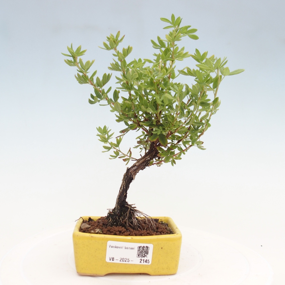 Vonkajšia bonsai-Nátržník krovitá - potentila fruticosa yellow Bird