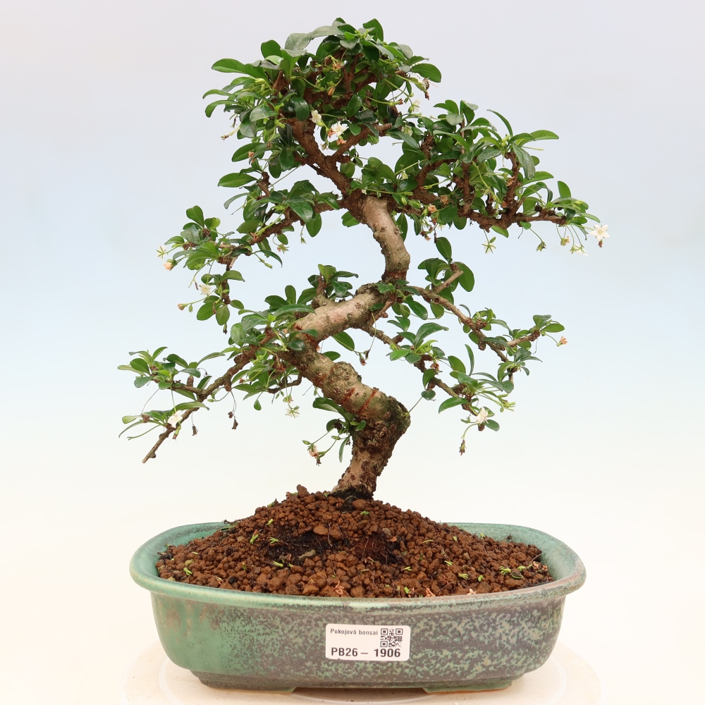 Izbové bonsaje - Carmona macrophylla - Tea fuki