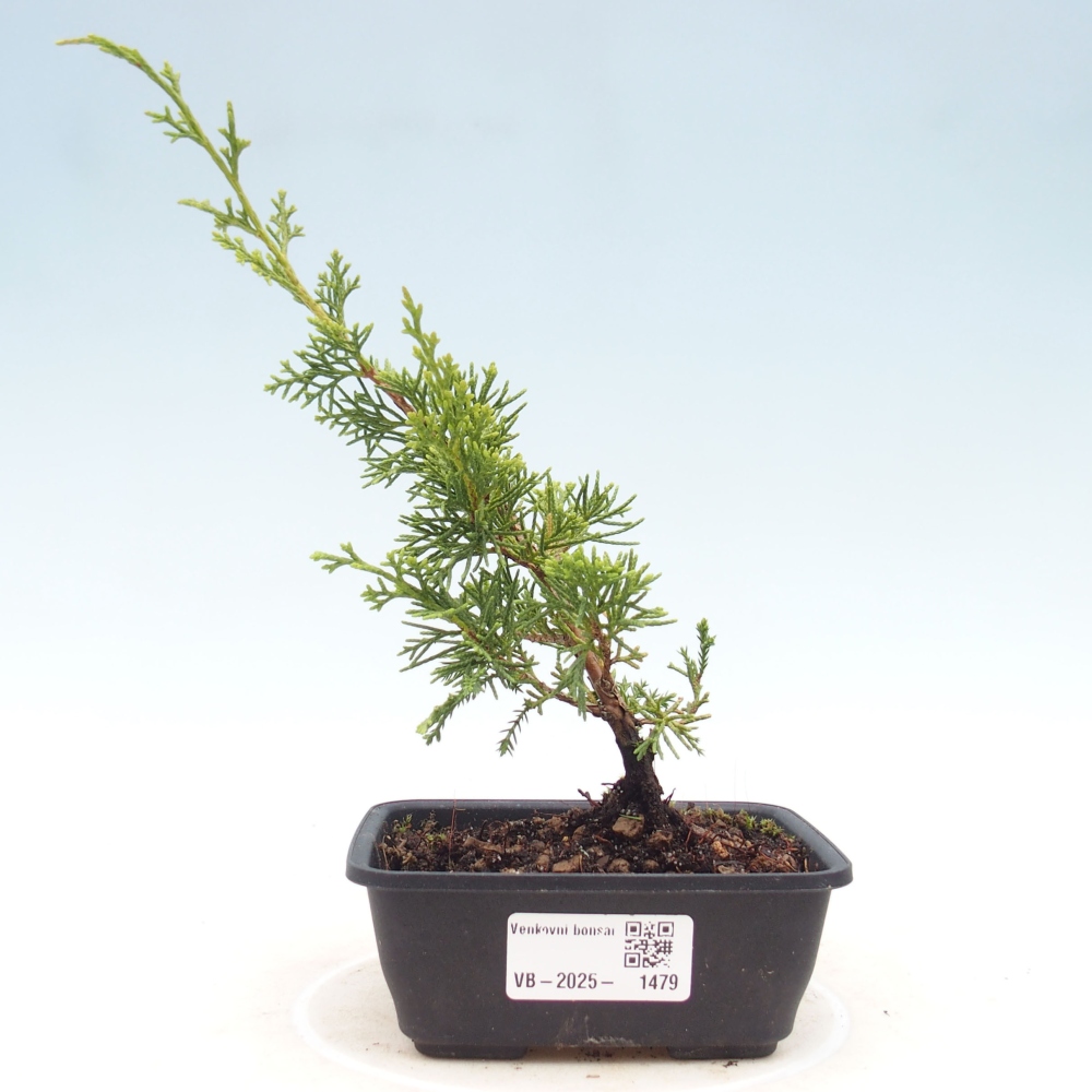 Vonkajší bonsai - Juniperus chinensis Itoigawa -Jalovec čínsky
