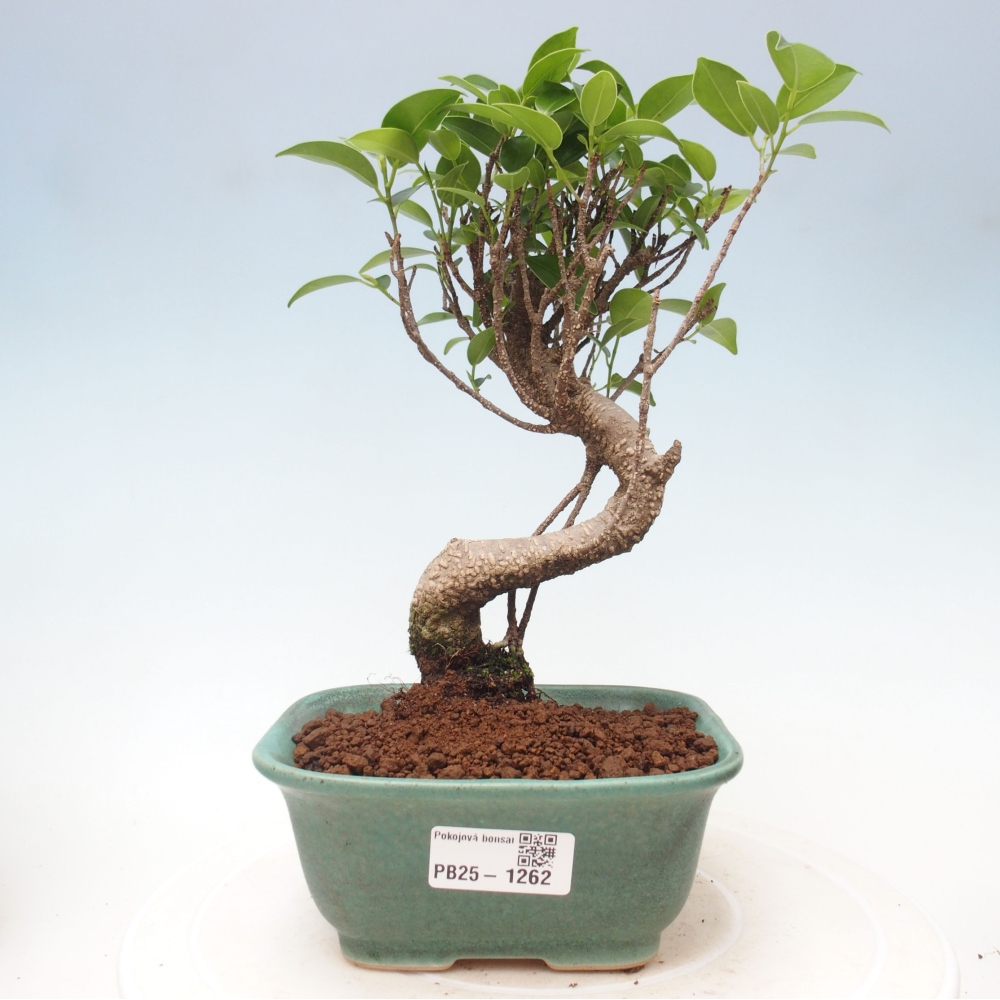 Izbová bonsai - Ficus retusa - malolistá fikus