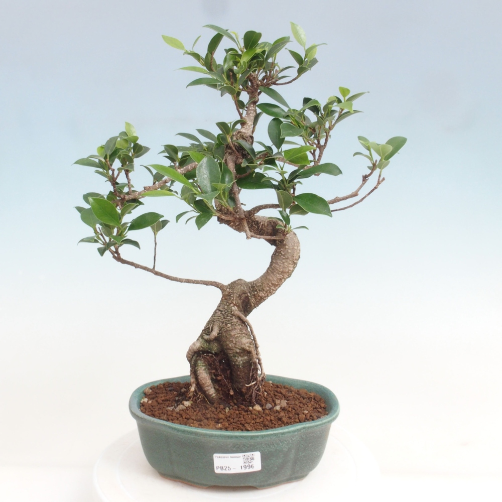 Izbová bonsai - Ficus retusa - malolistá fikus