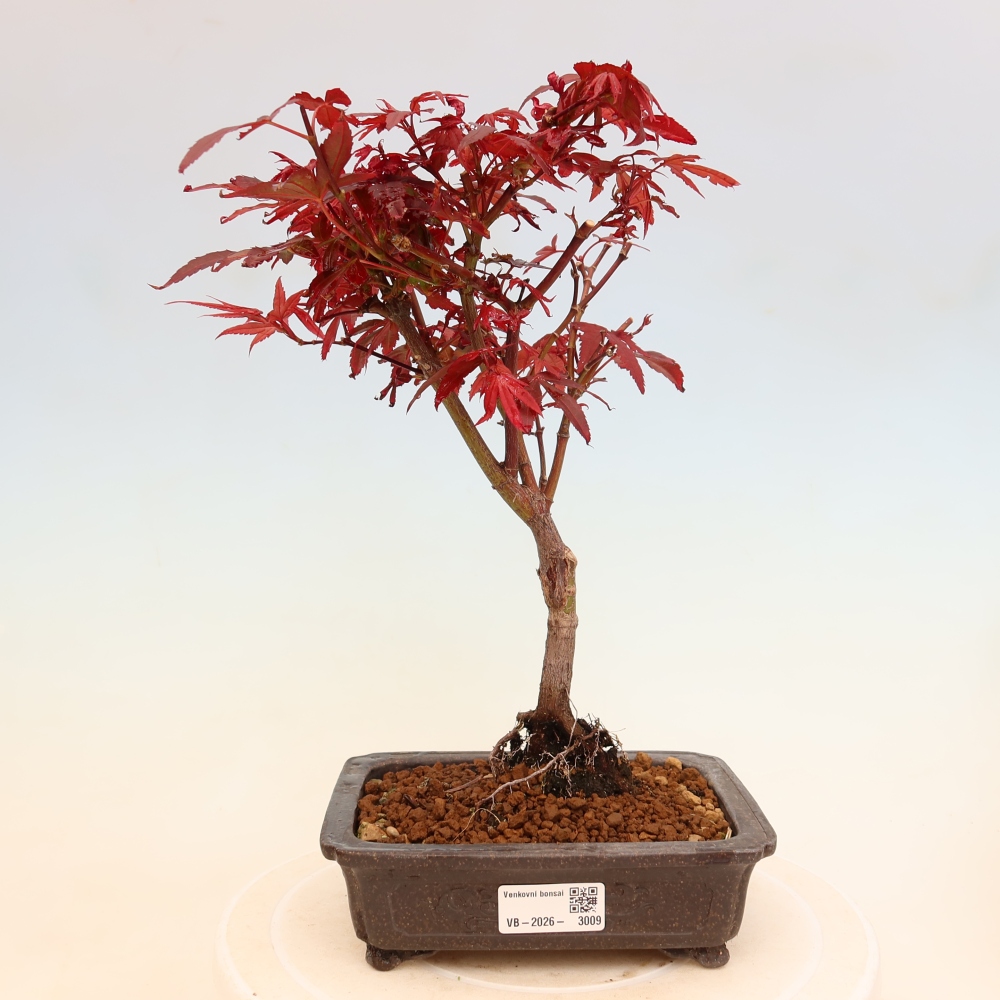 Vonkajší bonsai – javor dlaňolistý – Acer palmatum Berry Broom 