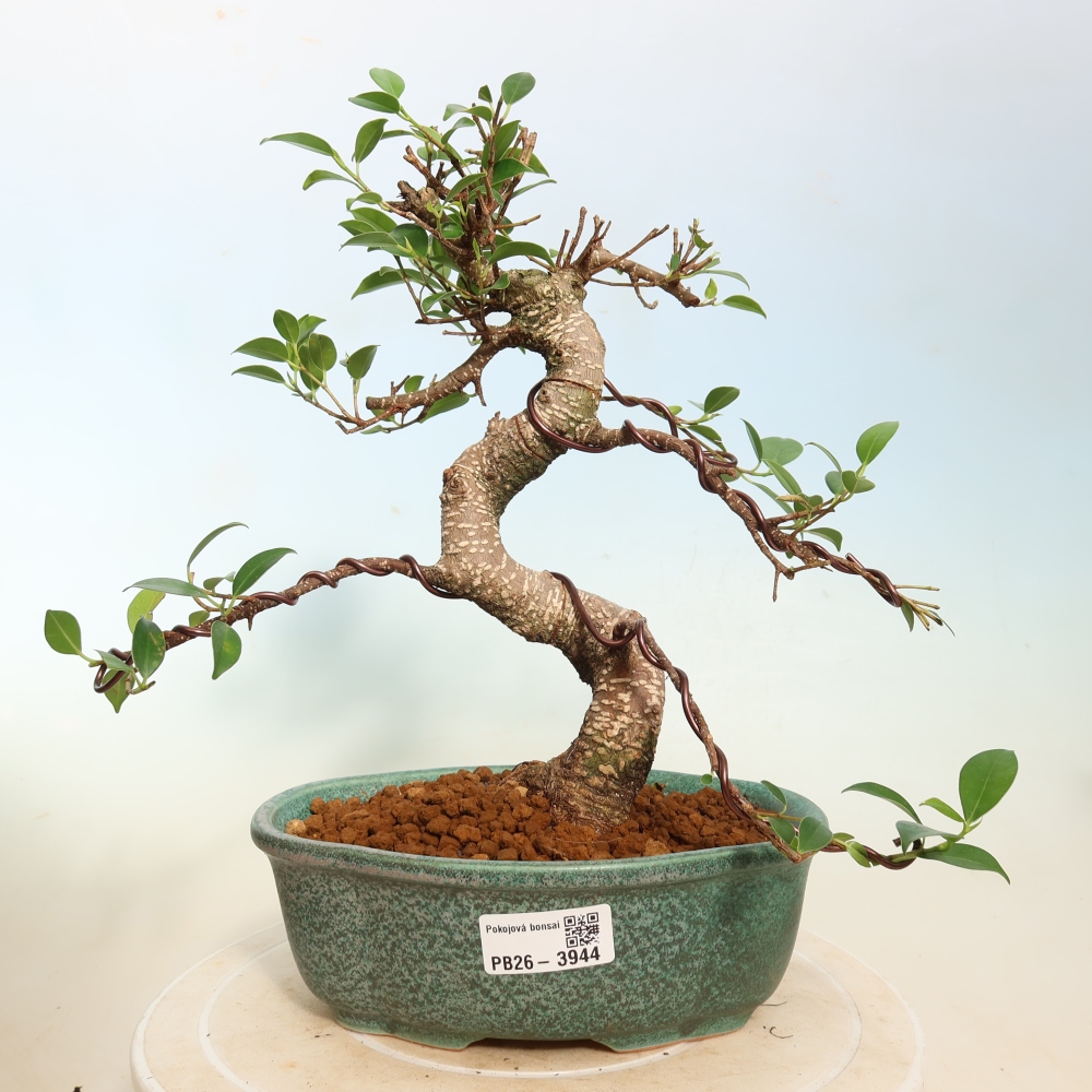 Izbové bonsaje - Ficus kimmen - drobnolistý fikus