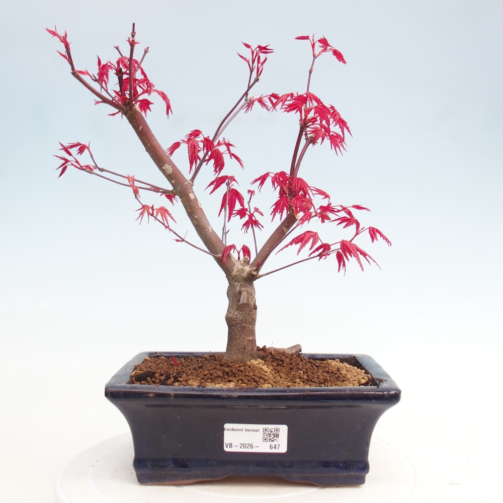 Vonkajší bonsaj - Acer palmatum DESHOJO