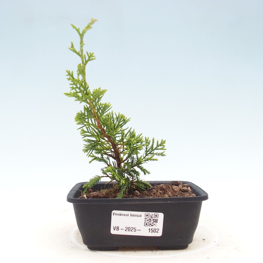 Vonkajší bonsai - Juniperus chinensis Itoigawa -Jalovec čínsky