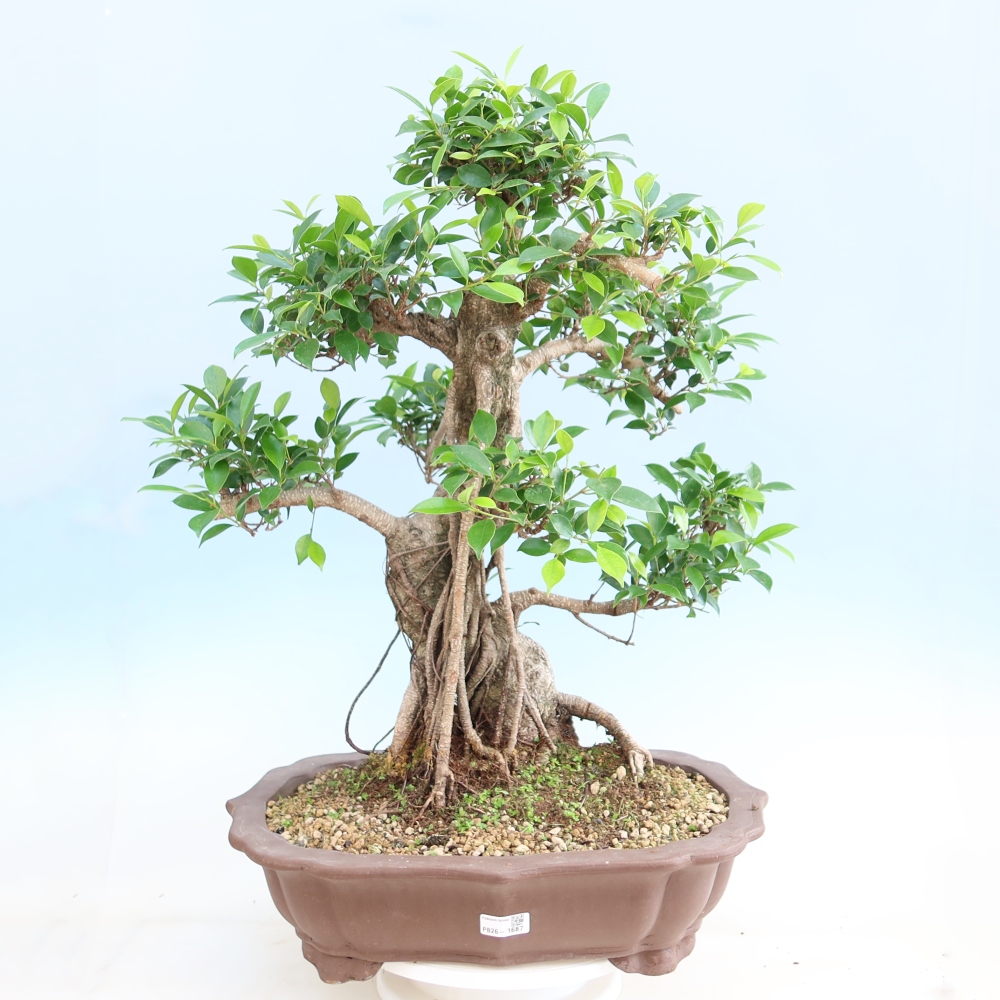 Izbové bonsaje - Ficus kimmen - drobnolistý fikus
