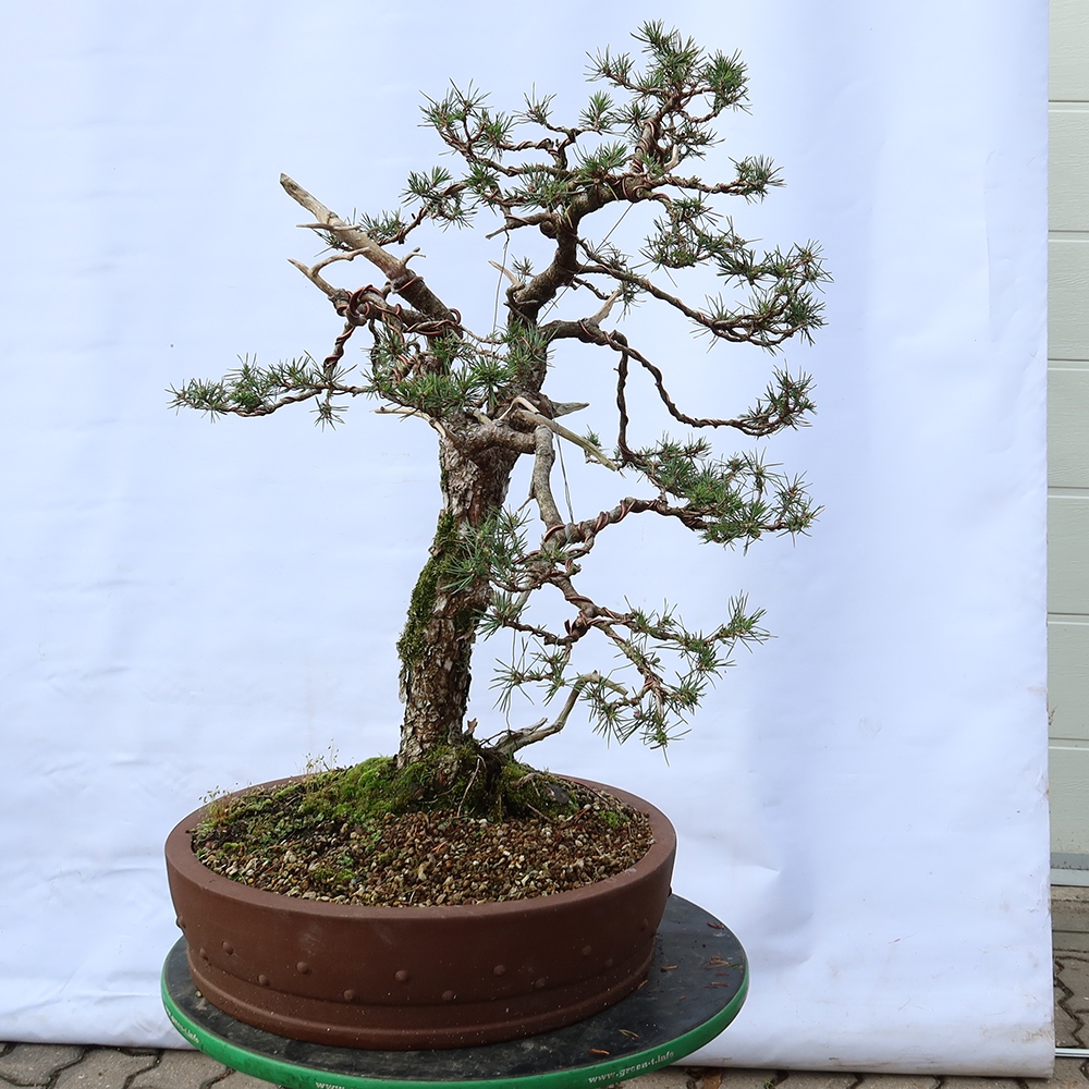 Pinus sylvestris Španielsko – borovica lesná