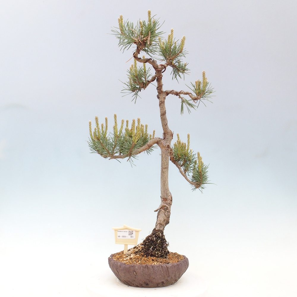 Vonkajšie bonsai - Pinus Sylvestris - Borovica lesná