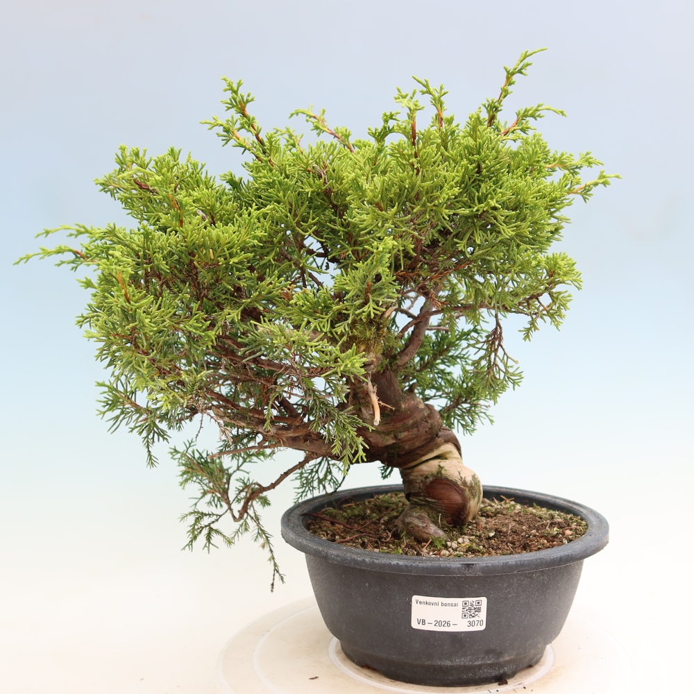 Vonkajší bonsai – Juniperus chinensis Itoigawa – čínsky jalovec