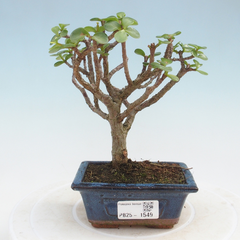 Izbová bonsai - Portulakaria Afra - Tlustice