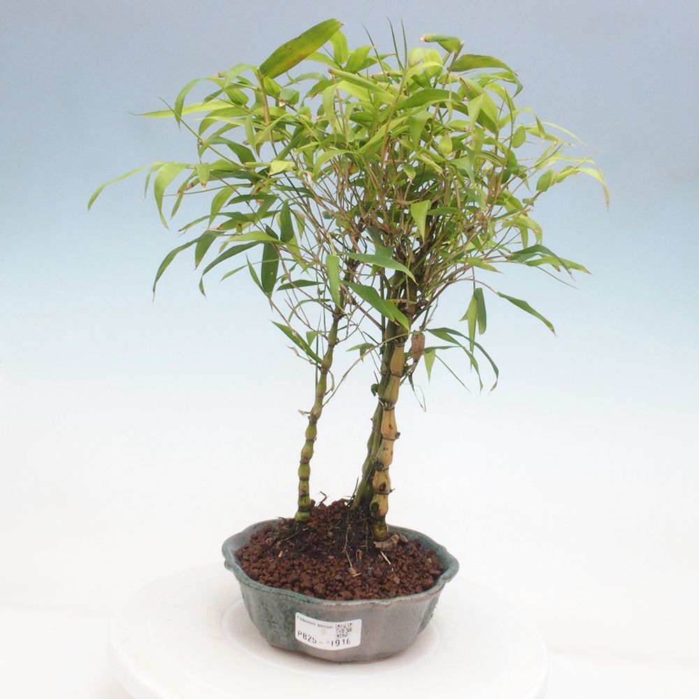 Izbová bonsai - Bambus budha-Bambus budhovo brucho