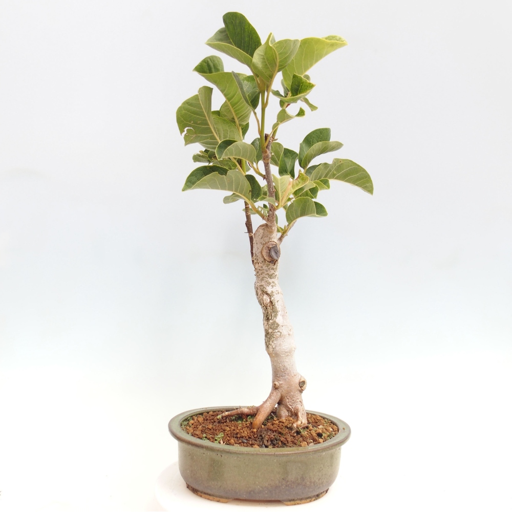 Vonkajší bonsai - Magnolia Black Tulip - Magnólia