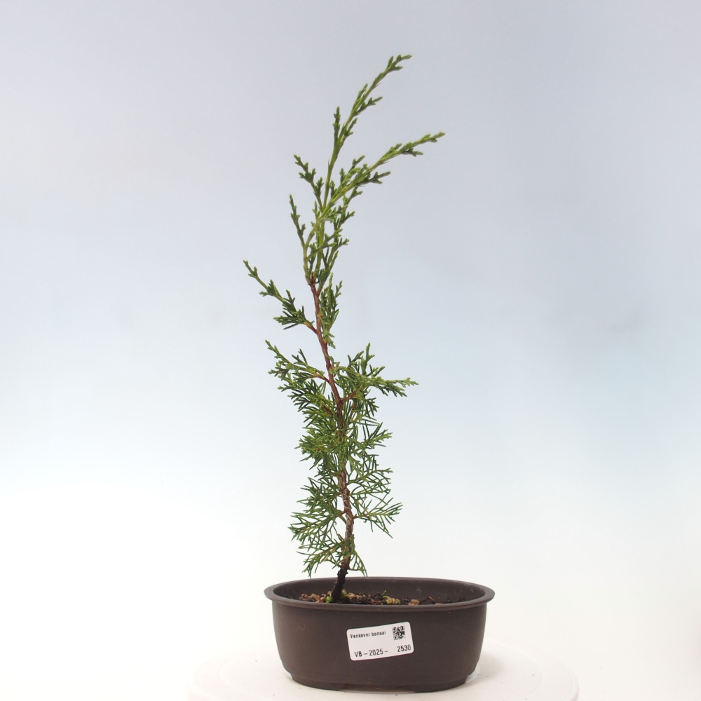 Vonkajší bonsai - Juniperus chinensis Itoigawa -Jalovec čínsky