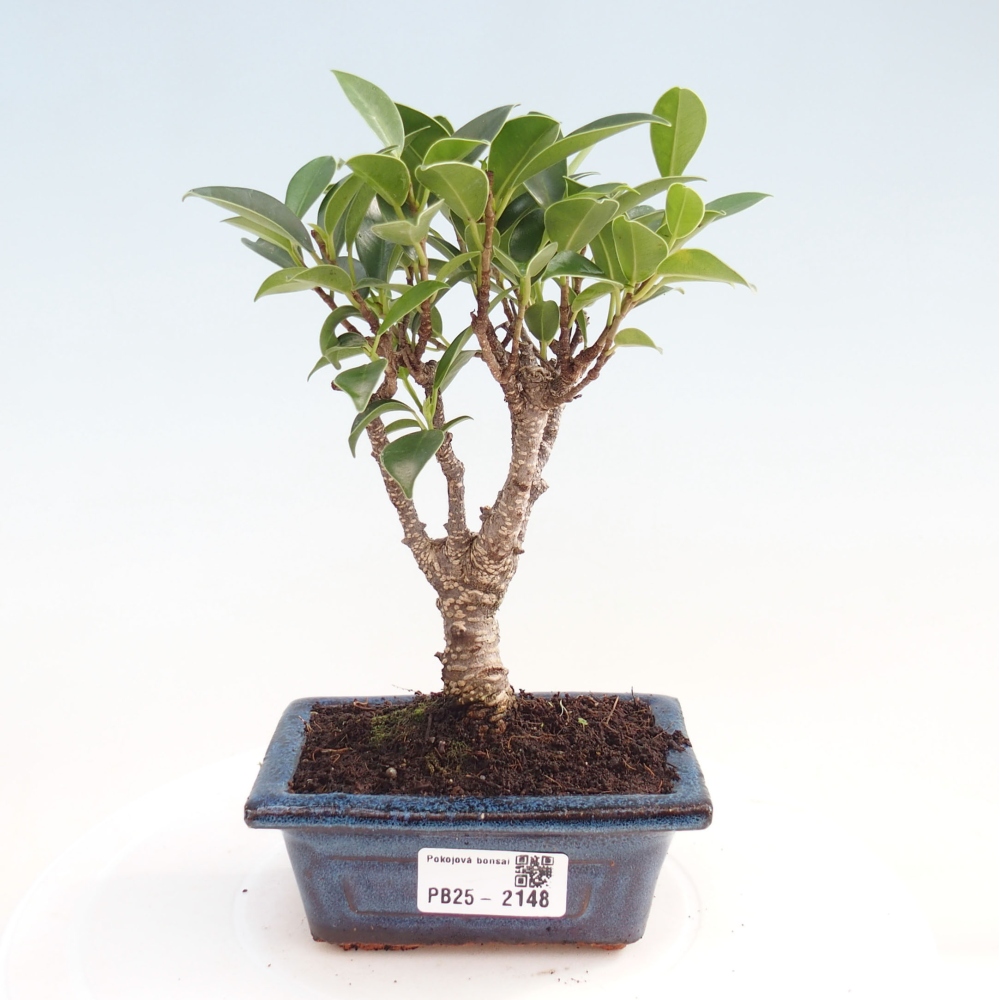 Izbová bonsai - Malolistý fikus - Ficus kimmen