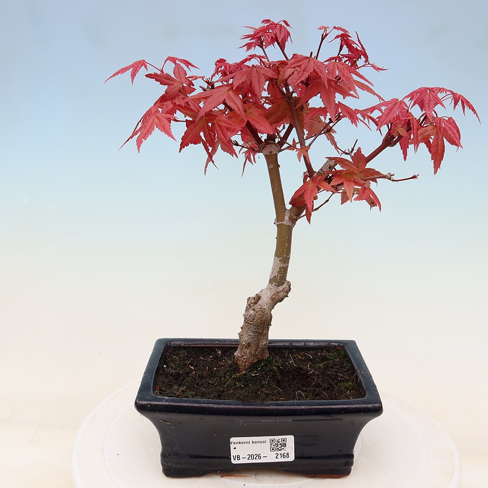 Vonkajší bonsaj - Acer palmatum DESHOJO