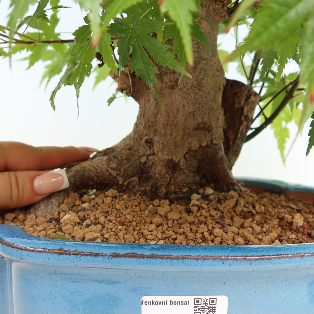 Vonkajšie bonsaje - Javor Burger - Acer Burgerianum
