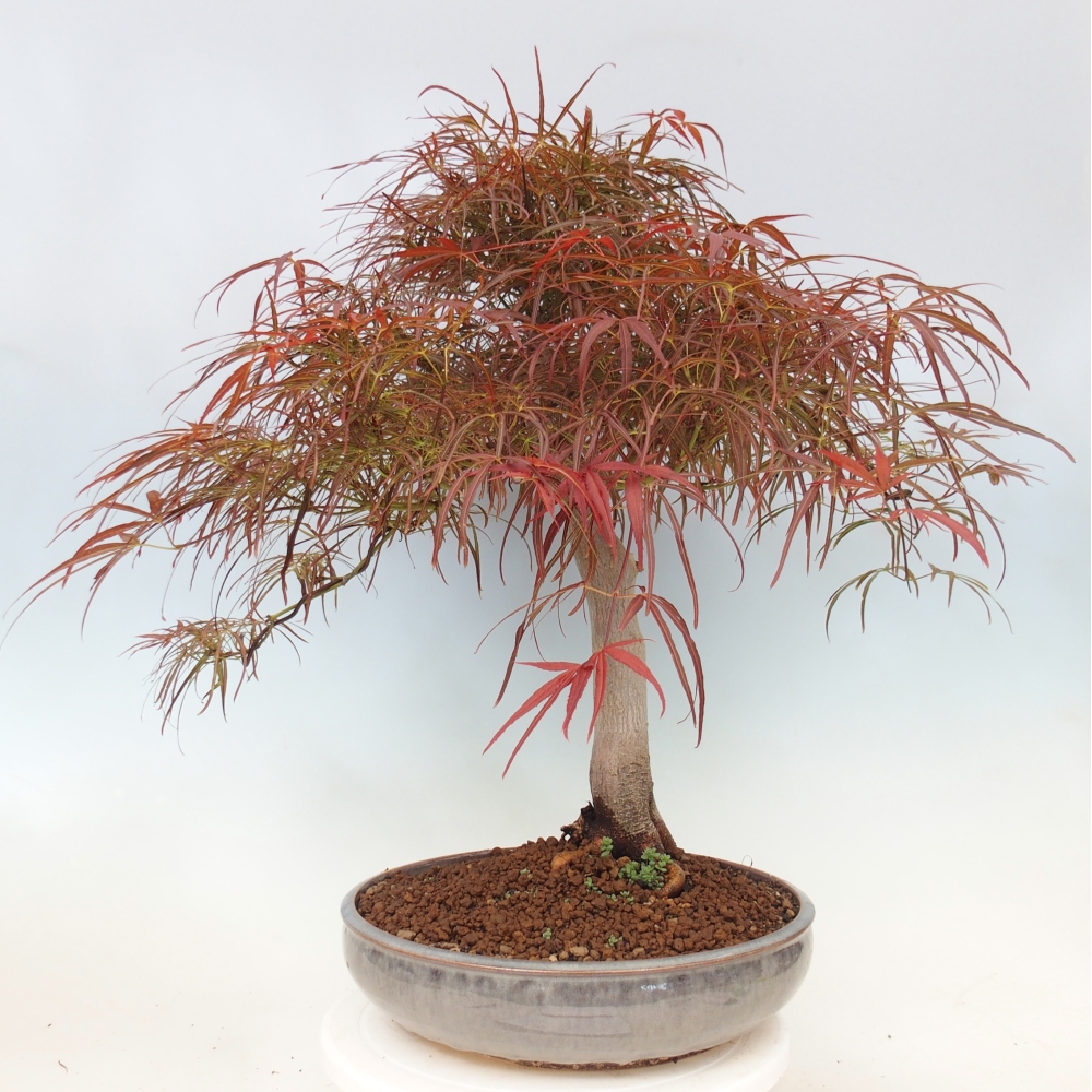 Vonkajší bonsaj - Acer palmatum RED PYGMY