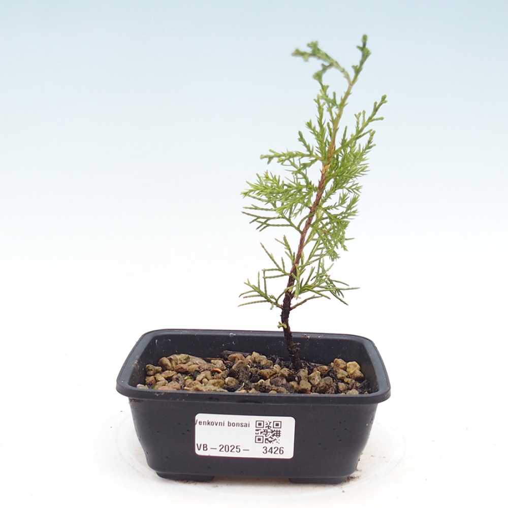 Vonkajší bonsaj - Juniperus chinensis Itoigawa