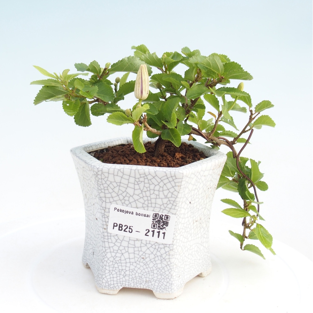 Izbová bonsai - Grewia occidentalis - Hviezdica levanduľová