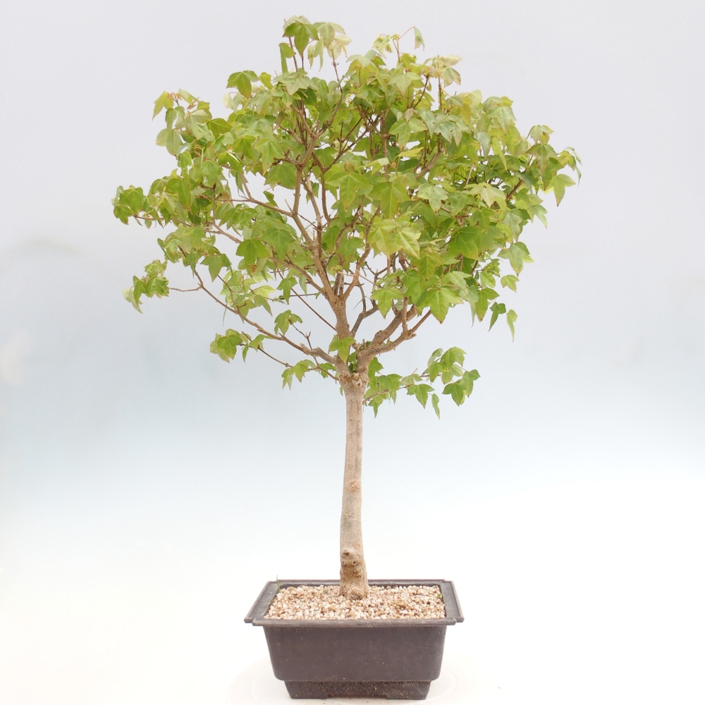 Vonkajšia bonsaj - Acer Buergerianum - Hamburgerový javor