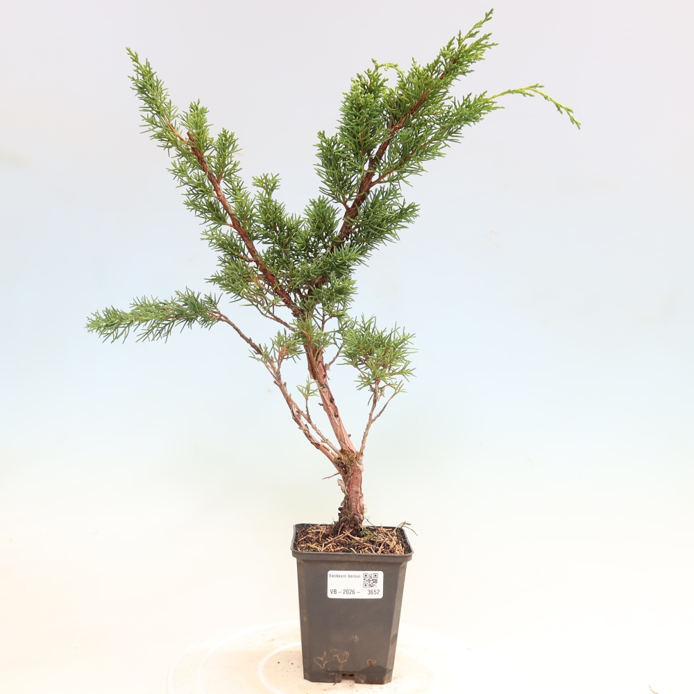 Vonkajší bonsaj - Juniperus chinensis Kishu