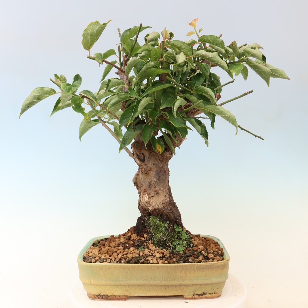 Vonkajšie bonsaje – Japonská marhuľa – Prunus Mume