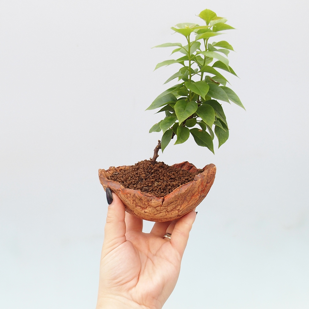 Izbové bonsaje - Bouganwilea