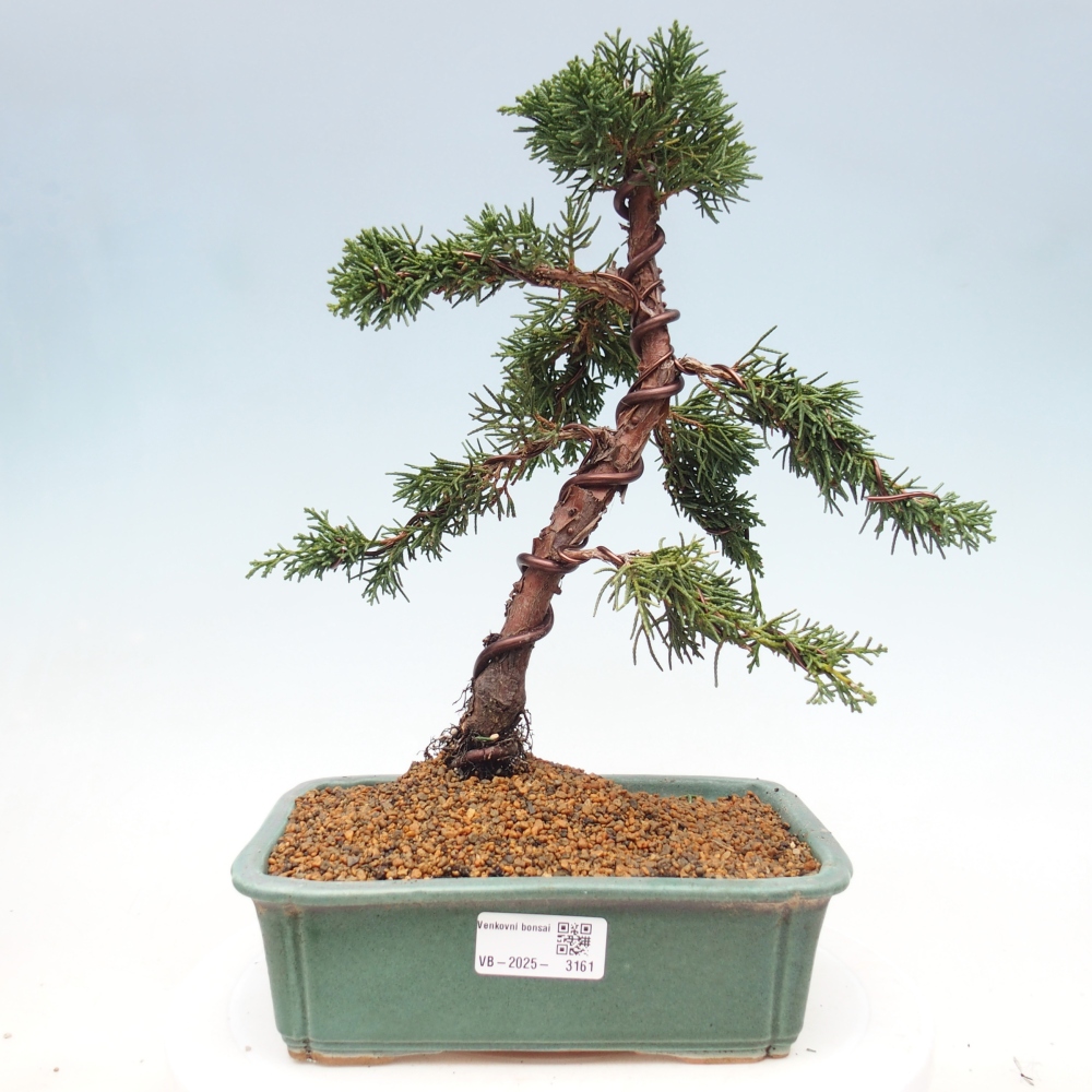 Vonkajšie bonsai - Juniperus chinensis Kishu -Jalovec čínsky