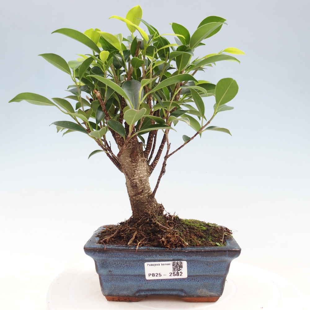 Izbová bonsai - Ficus retusa - malolistý fikus