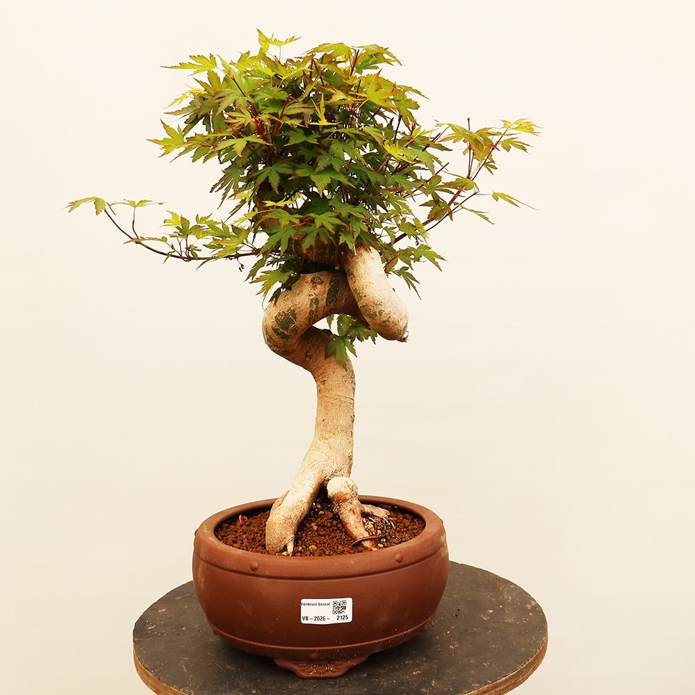 Vonkajšie bonsaje - Maple palmatum - Palmy
