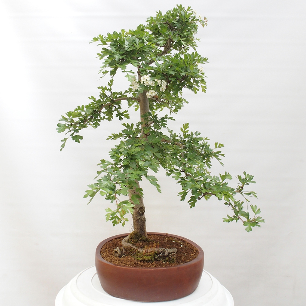 Vonkajší bonsai - Hloh - Crataegus monogyna