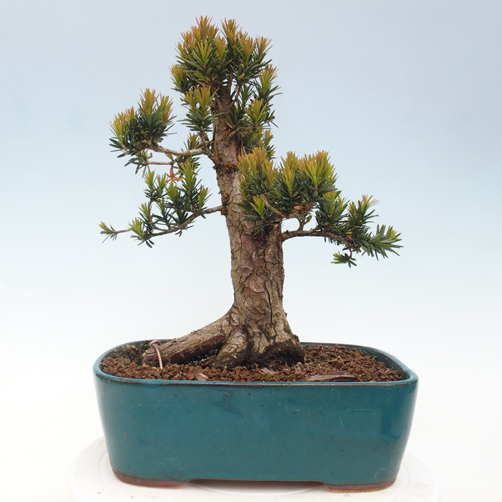 Vonkajší bonsai - Taxus cuspidata - Tis japonský