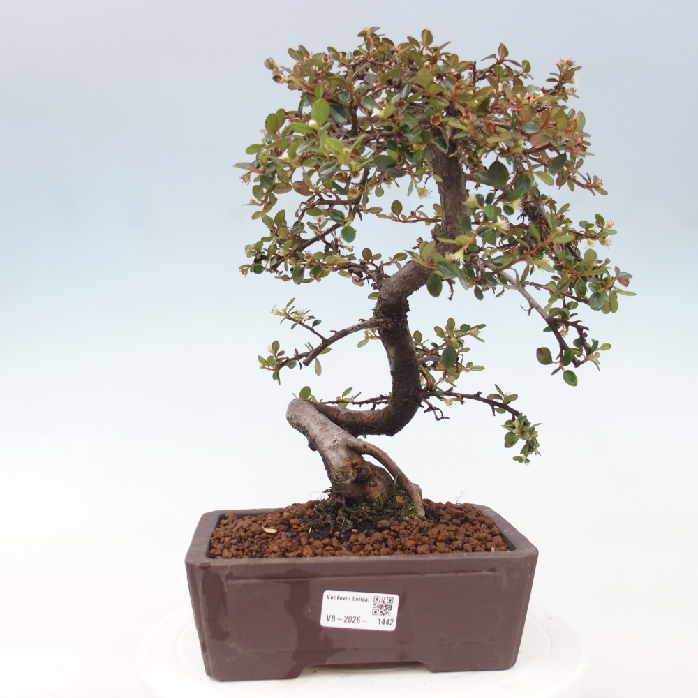 Vonkajší bonsaj-Cotoneaster dammeri - Damerova skala
