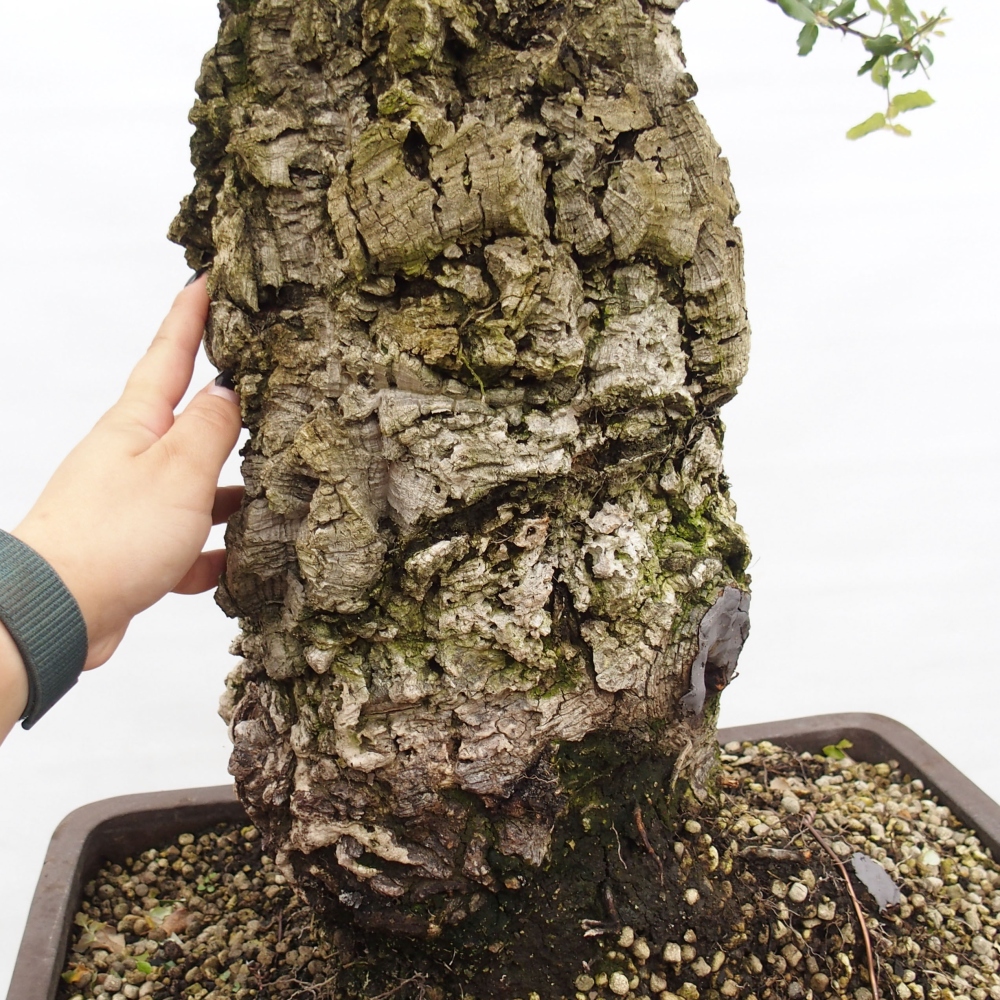 vonkajšie bonsai Quercus suber - Korkový dub
