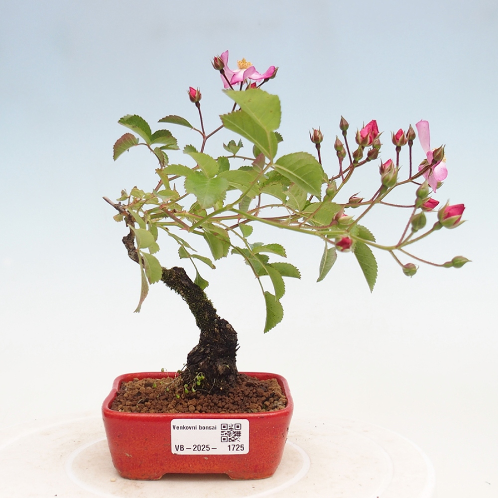 Vonkajší bonsai - Rosa Kordes - ruža