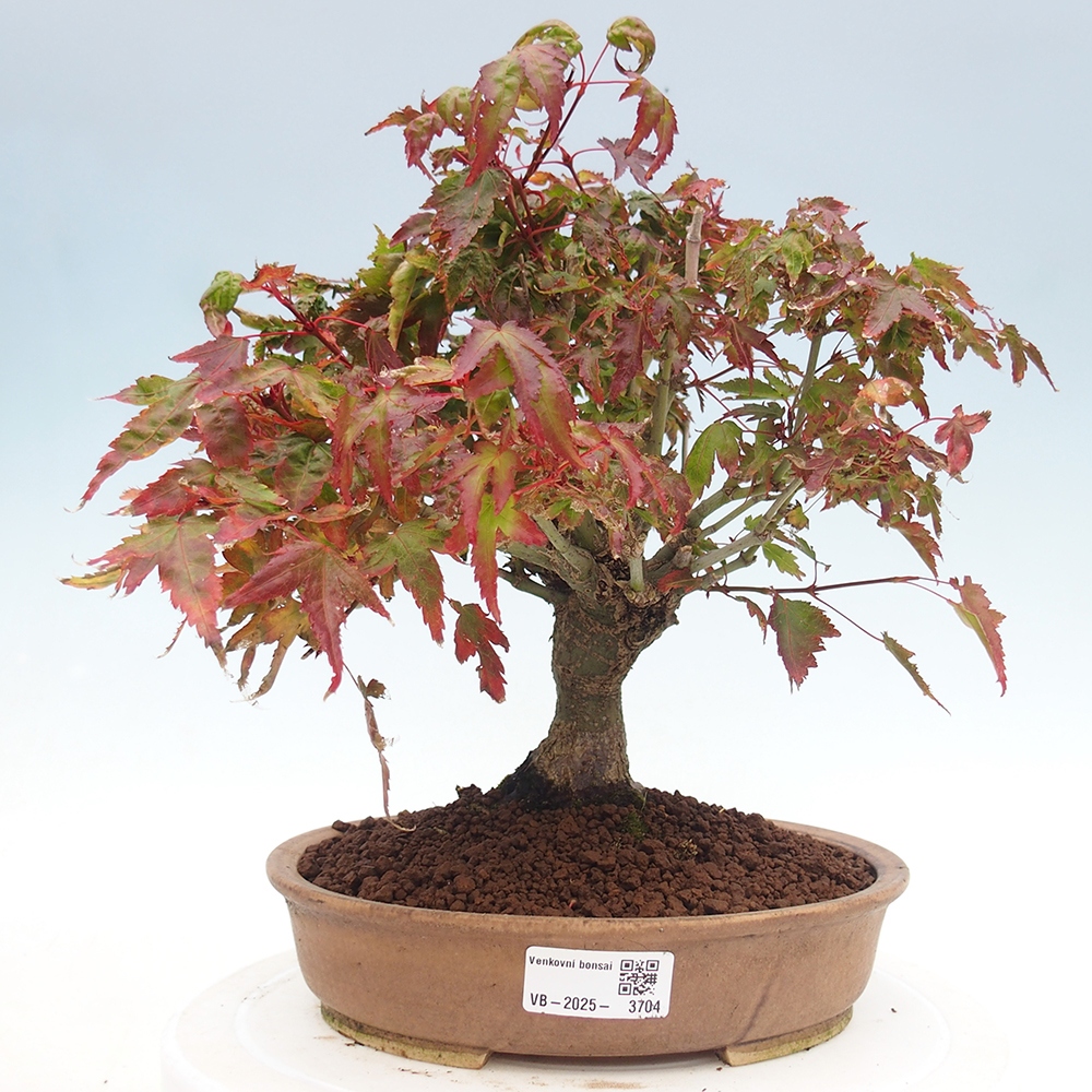 Acer palmatum KIOHIME - Javor palmetový