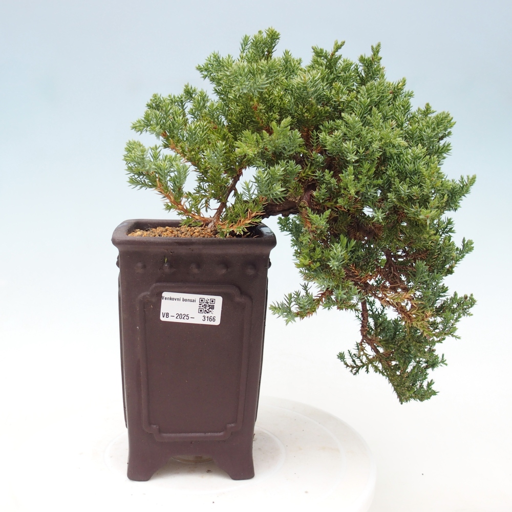 Vonkajší bonsai - Juniperus procumbens - Borievka polehavá