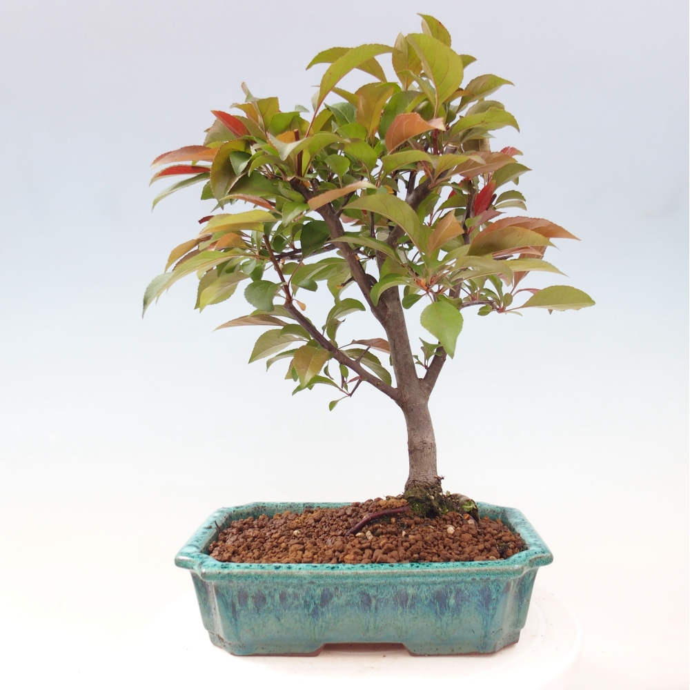 Vonkajší bonsai -Malus domestica - Maloplodá jabloň červenolistá